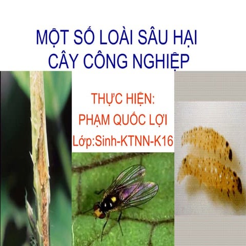 BVTV - C7.Sâu hại cây cn bông và đậu tương