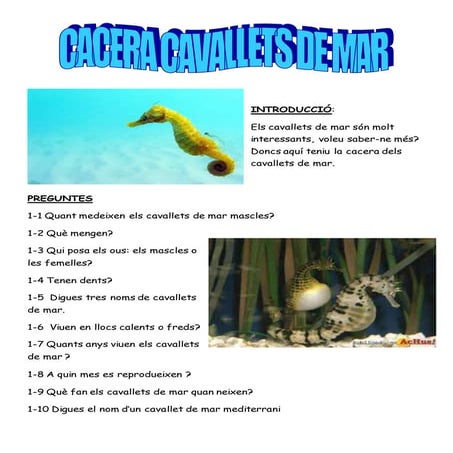 Cacera cavallets de mar