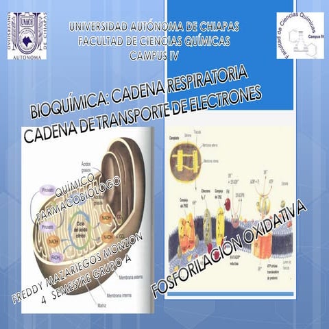 Cadena de transporte de electrones