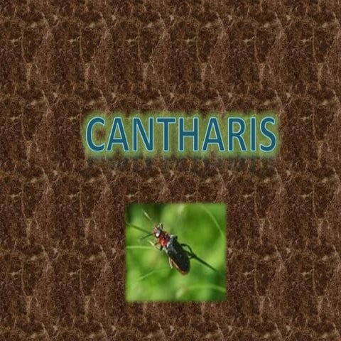 Cantharis
