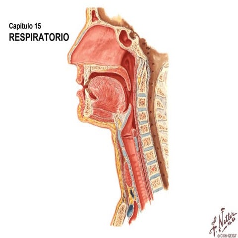 Histología - Sistema Respiratorio
