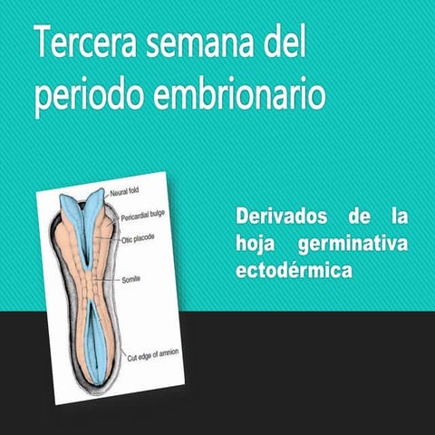 Capa germinativa ectodermica