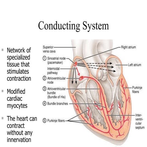 Cardiac conduction system