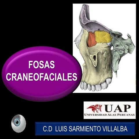 CAVIDADES CRANEOFACIALES 