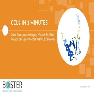 Learn MCP-1/CCL2 in 3 minutes | Chemokine (C-C motif) ligand 2