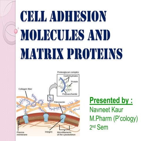 Cell adhesion    molecules and matrix proteins