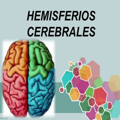 Hemisferios y Lóbulos Cerebrales.