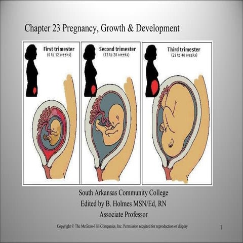 Chapt23 pregnancy & growth
