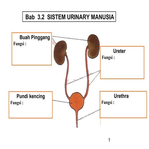 Chapter 3.2 sistem urinari manusia   revised 2010-nota pelajar