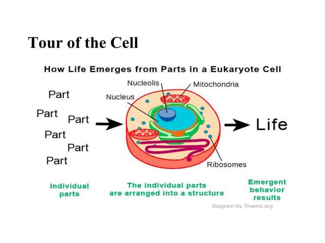 Chapter :Tour of cell ,structure and function of parts