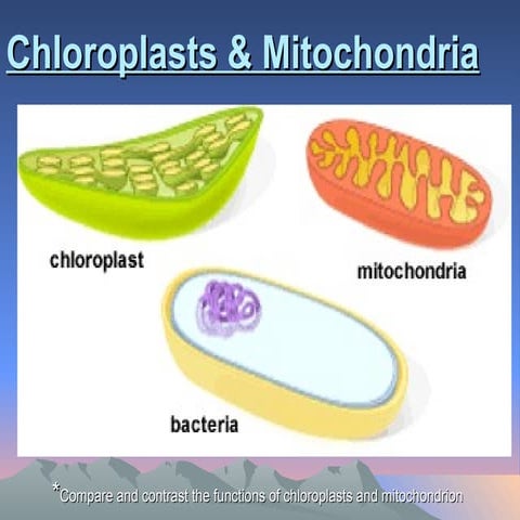 Chloroplast and mitochondria