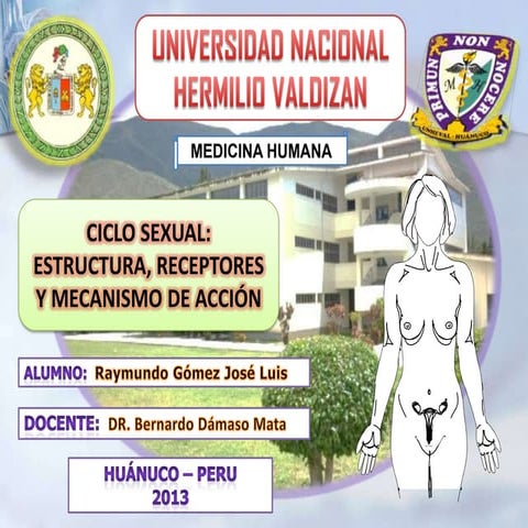 Ciclo sexual mecanismo de acción