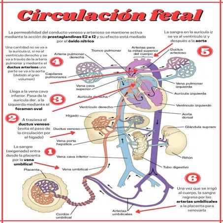 CIRCULACION FETAL.pdf