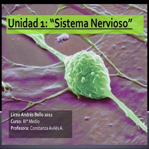 Clase 1 sistema nervioso-iii°