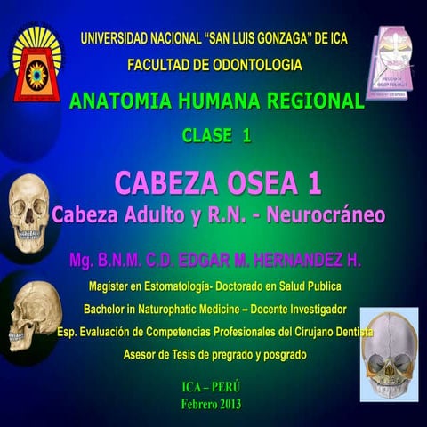 Cabeza osea adulto R.N. - neurocraneo 