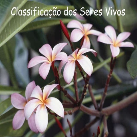 Classificação dos Seres Vivos