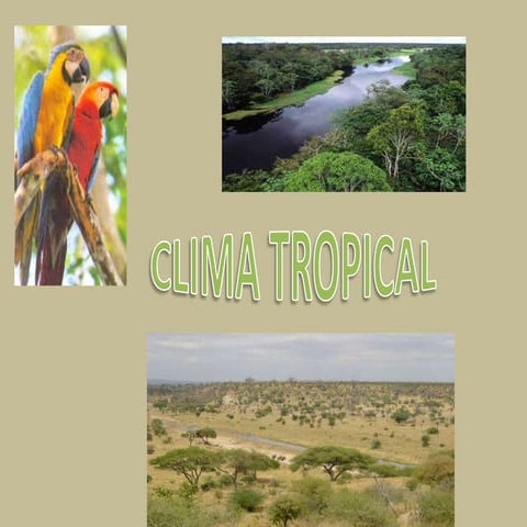 Clima tropical