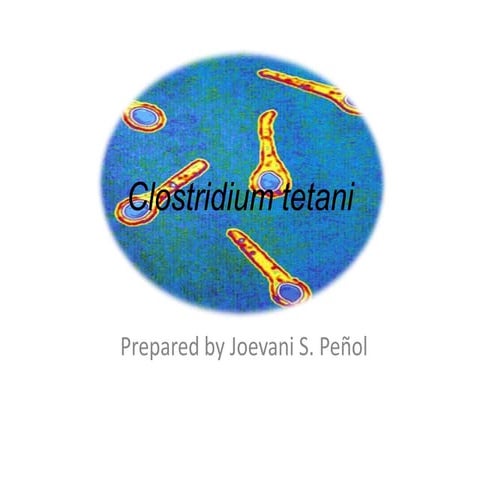 Clostridium tetani