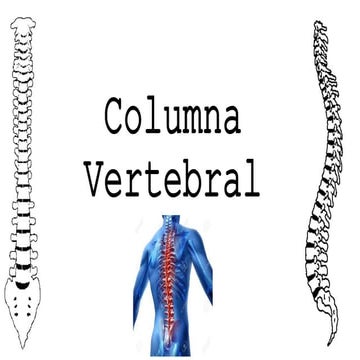 Columna vertebral
