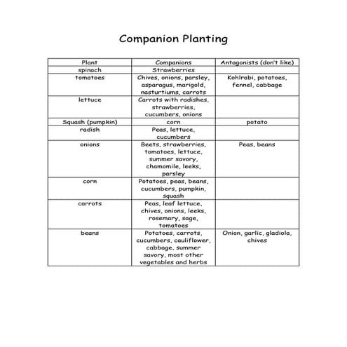 Companion Planting - Hiddenvilla