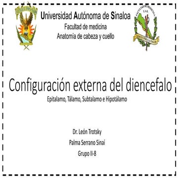 Configuración externa del diencefalo