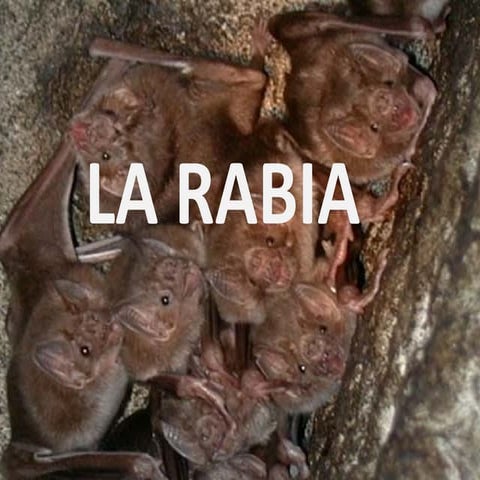 LA RABIA