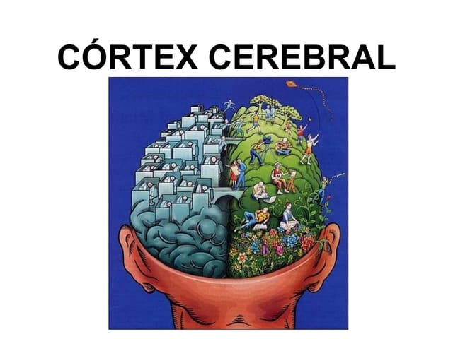 Cortex cerebral