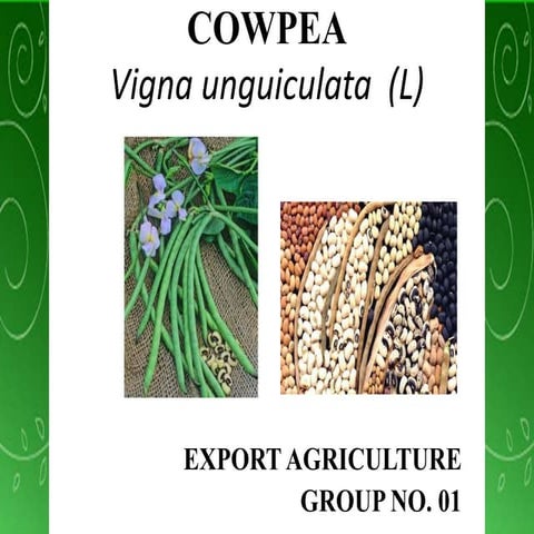 Cowpea 