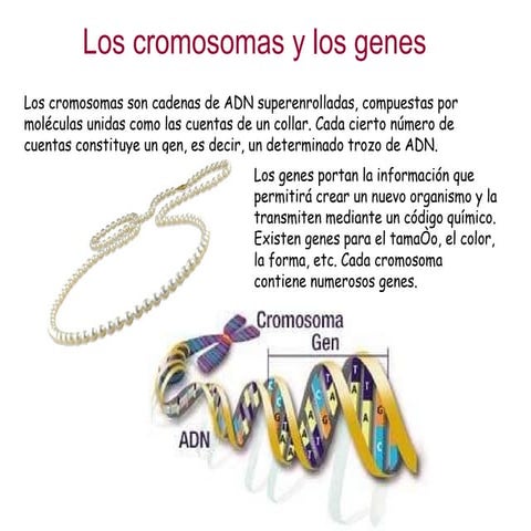 Cromosomas y genes
