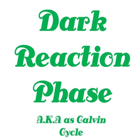 Dark Reaction Phase