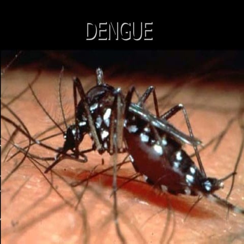 Dengue