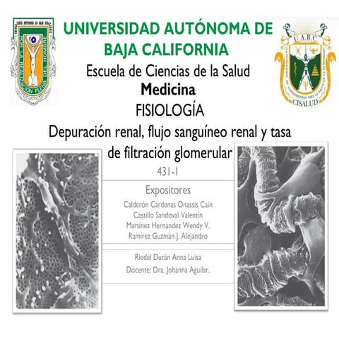 Depuración renal, flujo sanguíneo renal y tasa de filtración glomerular