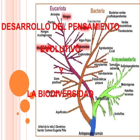 Presentación resumen sobre desarrollo del pensamiento evolutivo
