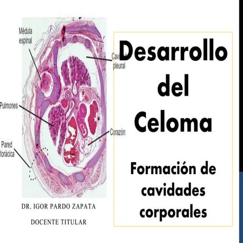 Desarrollo normal del celoma. embriología y genetica. umsa. dr. igor pardo za...