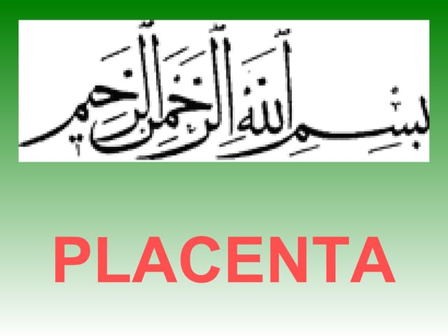Development of placenta