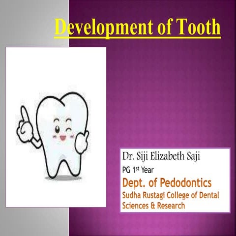 Development of tooth