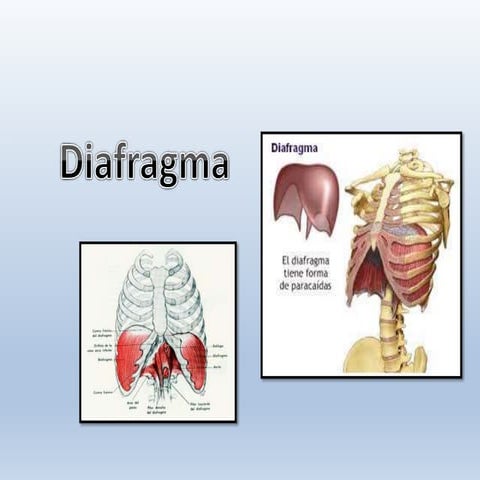Diafragma