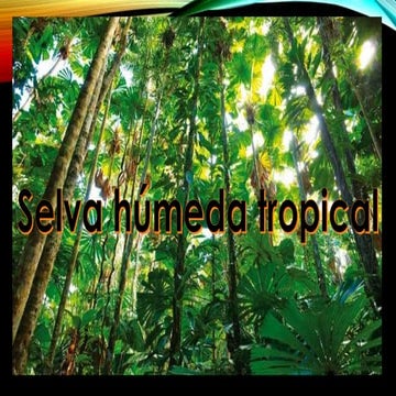Selva Humeda Tropical 