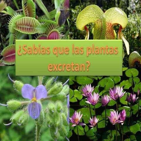 DIAPOSITIVAS EXCRECIÓN VEGETAL