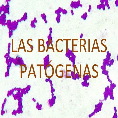 Diapositivas Bacterias