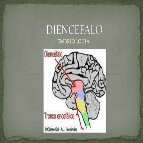 Diencefalo