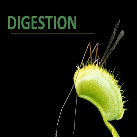 Digestion2.