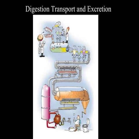 Digestion transport and excretion 