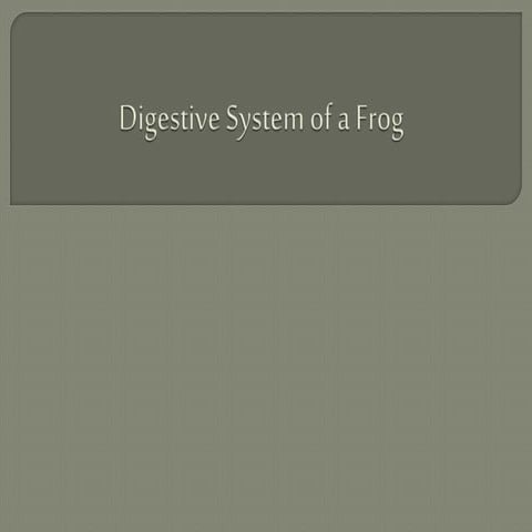 Digestive system of a frog