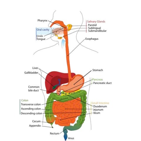 Digestive system 