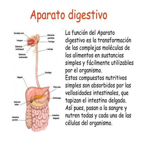Aparato digestivo - Introducción