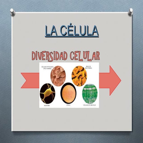 Diversidad celular