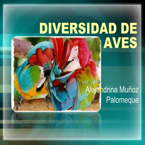 Diversidad De Aves