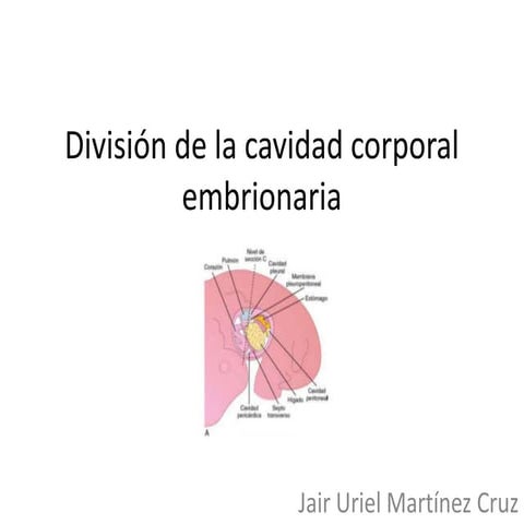 División de la cavidad corporal embrionaria