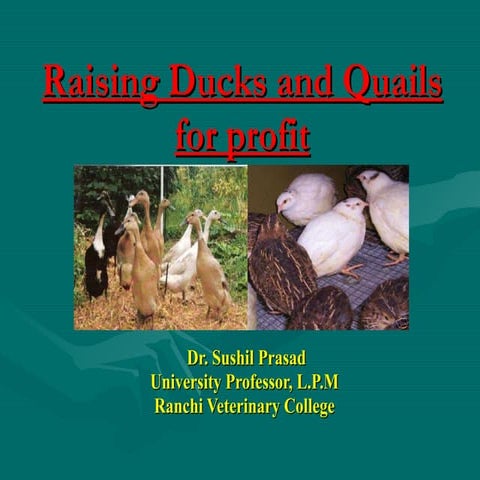 Duck n quail
